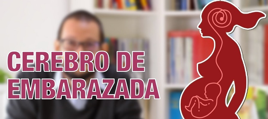 Lee más sobre el artículo Cerebro embarazado, la explicación de por qué olvidas todo y estás más torpe